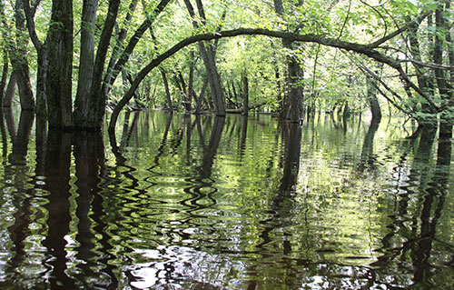 Tiffany Wildlife Area & Other Natural Areas