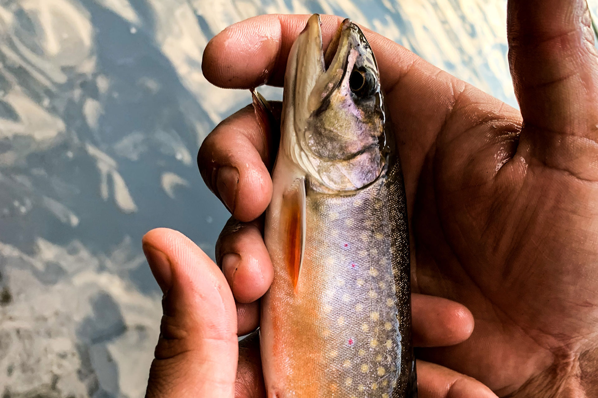 trout fishing