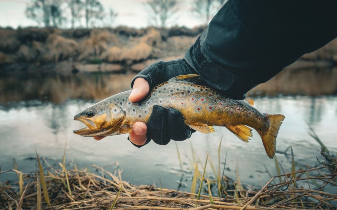 Pepin County Trout Fishing