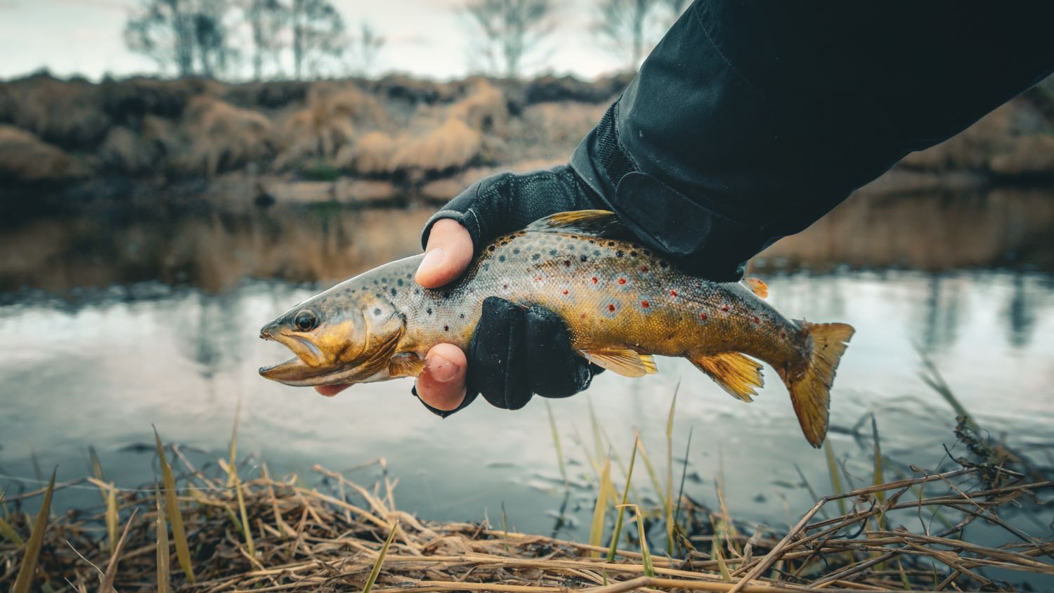 trout fishing