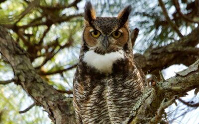 Birding in Pepin County