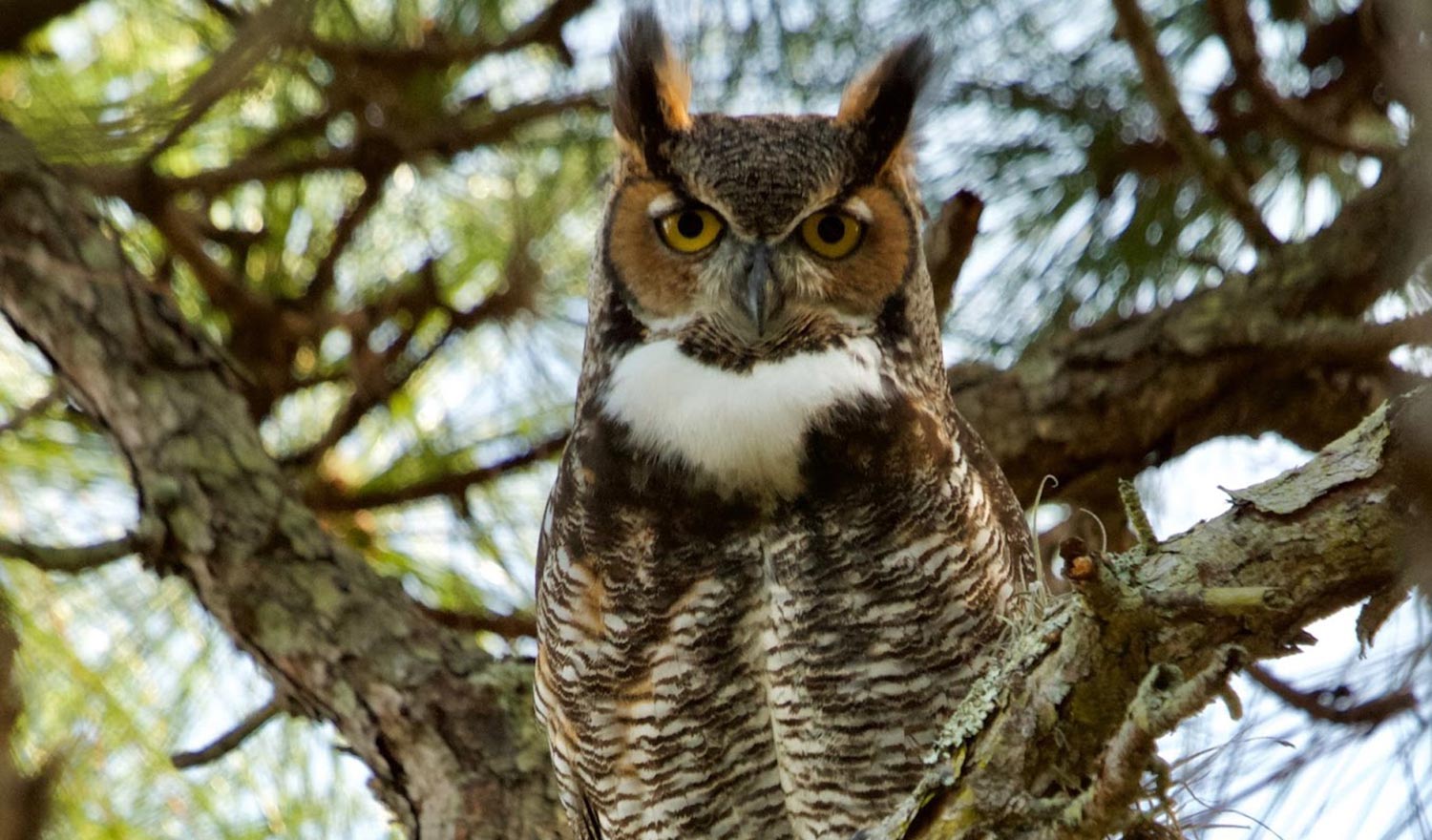 Birding in Pepin County