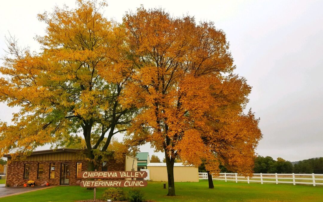 Chippewa Valley Veterinary Clinic