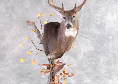 Nordic Taxidermy Studio