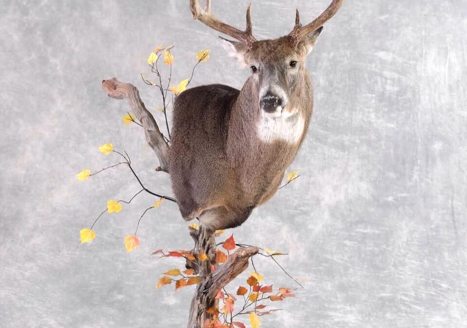 Nordic Taxidermy Studio