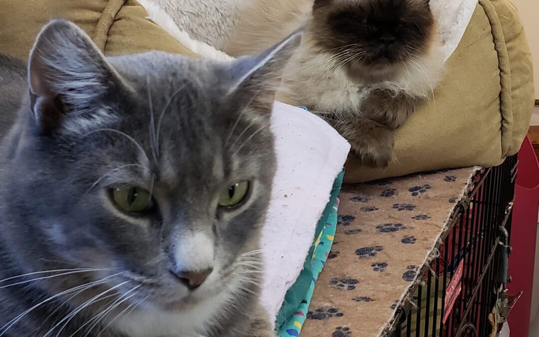 Pepin County Humane Society