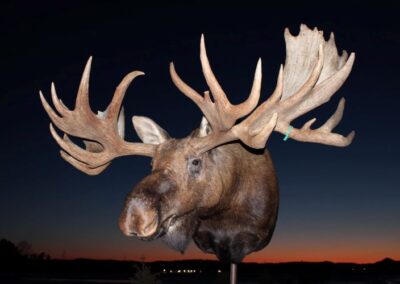 Peterson Taxidermy Studio