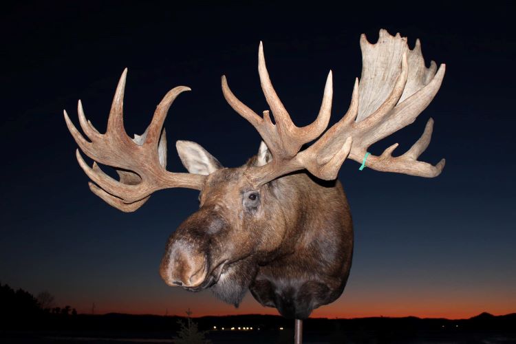 Peterson Taxidermy Studio
