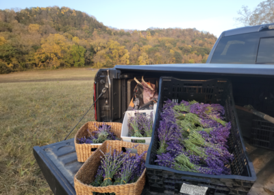 Lavender Bluff Farms