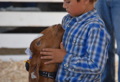 a boy looks at his goat in a county fair