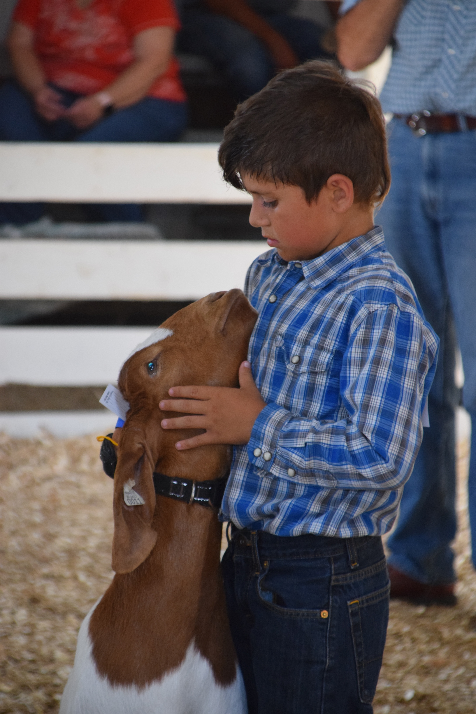 a boy looks at his goat in a county fair